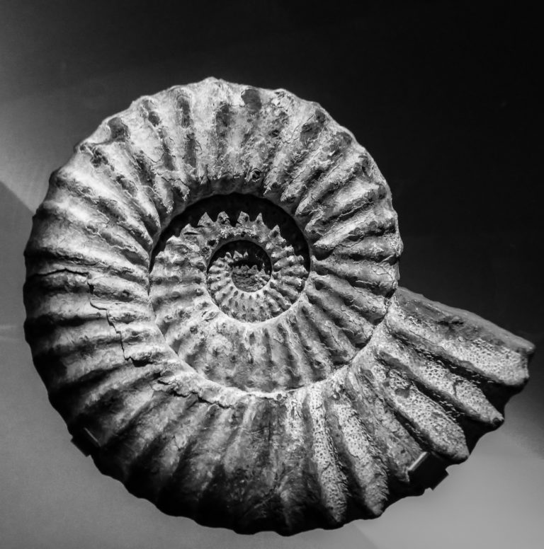 Who is fossil hunter Mary Anning? – Graham Hoyland
